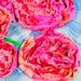 Pink fabric flowers on a blue textured surface